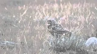 Burrowing Owl in Arena Community Pasture, Saskatchewan