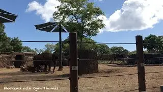 Weekend with Ryan Thomas at Honolulu Zoo in Hawaii