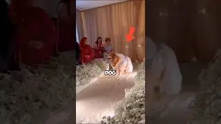 A cute dog the groom&rsquo;s beloved pet || #shorts #wedding #weddingvideo #weddingmoments