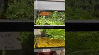 Catappa leaves are the best source of tannins.