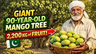 90-Year-Old Giant Mango Tree in Pakistan | Producing 2,200 KG (55 Maunds) of Fruit