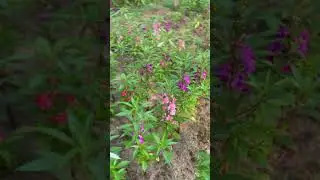 Flowers look prettier on plants| Impatiens balsamina |balsam rose flower #flowers #balsam #impatiens