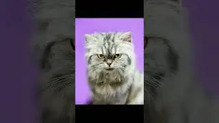 Why Cats Ignore You: The Hilarious Truth Behind Their Behavior!