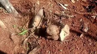How to Plant Yam in Jamaica, setting up Yam sticks with farmer Glenroy Miller