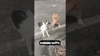Orange Cat 🤣 #funny #cat #shorts #dog #shortsfeed #animals #dubbingdappa #catvideos #pets #comedy