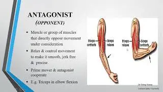 Kinesiology || series || Agonists| Antagonists || Synergists|| Urdu || Dr  Dileep Kumar || CMT