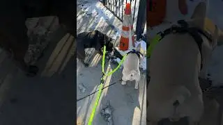 iYoShop Dual Dog Leash is Booming 🔥 #nyc #dualleash #iyoshop