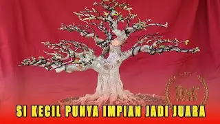 YANG HARUS DI PERHATIKAN SAAT WIRING BONSAI ANTING PUTRI