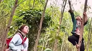 Forest Edible Insects Collected and Sold in Local Market | Protein Rich Larvae