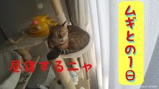 ムギの朝食後の1日