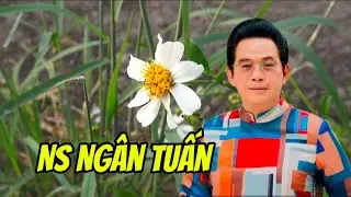 NS Ngân Tuấn hát HỒ QUẢNG Hay lắm #cacổhơidài 