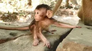 It's hard to see monkey Vistary let Vitta walk freely || So cute walking moments of baby Vitta