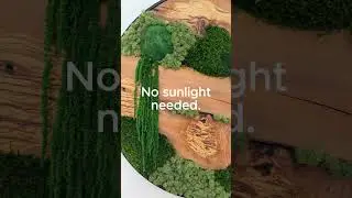 100% Maintenance-Free: Our moss is preserved