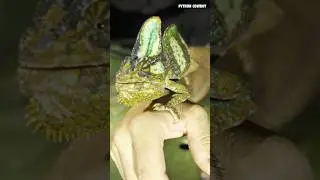 РЕДКАЯ находка в Эверглейдс &mdash; ХАМЕЛЕОН!