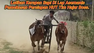 Latihan Karapan Sapi Di Lap Asemanis Pamekasan Persiapan HUT Tim Hajar Boss.