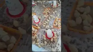 Poultry Farming: Day 3, Introducing starter mash