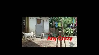 Any Crazy crazy any #anycrazy #shorts