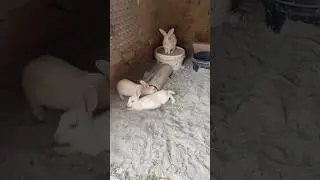 Rabbit house ma babies #shorts #rabbits