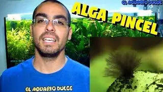 Algas pincel-Porque aparece y como eliminarla