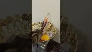 mittu atrocities part-34🤣😂 #praying #mittu #greenmom #trending