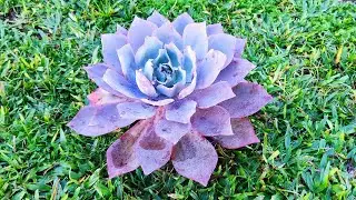 Echeveria Afterglow... uma Suculenta linda e de fácil cultivo