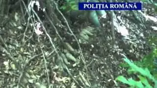 40 proiectile de 40 de mm, au fost găsite &icirc;ntr-o pădure din Judeţul Harghita - www.euroardeal.ro