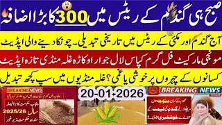 Today Wheat price in punjab//گندم کا ریٹ2026/munji makki till sarso/Galla mandi rate today 2026