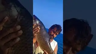 big ravvu fish catching//viral video shorts #fishing 🐟🐟