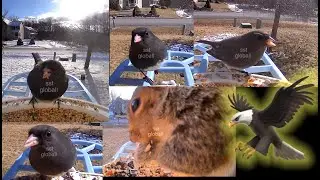 Mix chaat 🦅 #birds #snow #youtube #musicforrelaxation @sstgloball