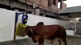Automatic Cow Swing Brush