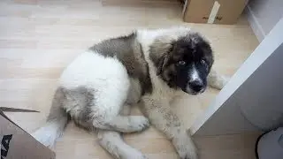 Caucasian Shepherd puppy |Kaukaski/Caucasian Ovcharka| One of The Biggest dogs in The World