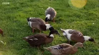 The Farmers' Country Showdown S01E03 Sheepdog Trials