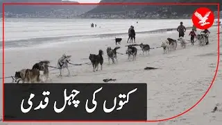 South African canines sled on sandy beaches