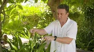 The Garden Gurus - Broome Tropic Garden