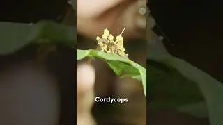 Крупный план гриба кордицепс