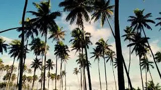 Palm Tree Float 4K featuring Why Do I Get So Obsessed by Ramin