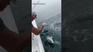 Cape Cod Fishing Charters with Captain Bobby Rice Releases 55