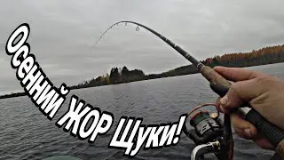 Осенний Жор Щуки. Ловля хищника на воблеры  ZipBaits Khamsin и TsuYoki Agent.