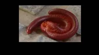 Millipede Love