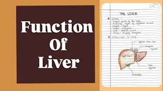 Function of liver, Anatomy and physiology || explained in Hindi 