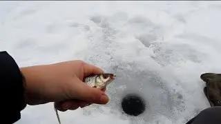 Что клюет на жерлицы и мормышку в -17° 🥶🥶в конце ЯНВАРЯ 😀