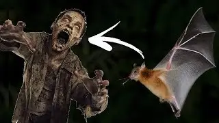 Bat Flu Is Now Spreading To Humans