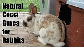 Natural Remedies That Cure Coccidiosis in Meat Rabbits (But You Should Really Just Let Them Die)