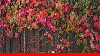 10 Perennial Vines For Shady Areas 🛋️
