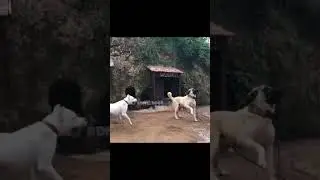 эдит аргентинский дог против кангала👑😈, ❗звук мой ❗