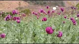 qoj xim xau tau kho siab heev