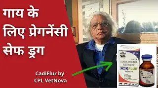गाय के लिए प्रेगनेंसी सेफ ड्रग | Pregnancy Safe Drug for Cow | CadiFlur by CPL VetNova