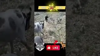 perros vs lobos