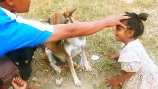 A Day in the Life of Happy Street Dogs Highlights their natural environment and contentment