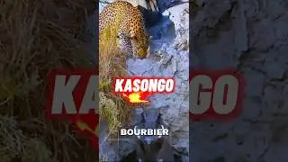 KASONGO LE ROI DE LA SAVANE 💀